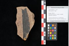 Foto (Objekt + Etikett) von Myrica lignitum Unger (NHMW-GEO-2024-0188-0670)
